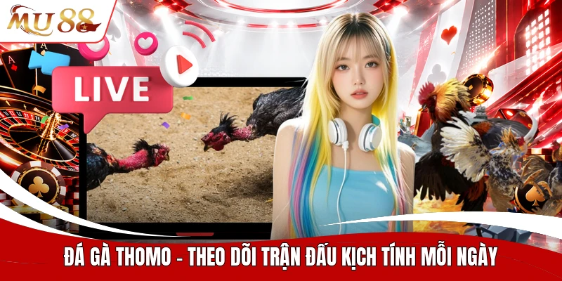 Đá gà thomo